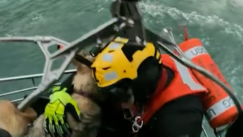 Watch: Dog rescued after falling 300 feet from Oregon cliff