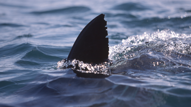 Teen rescued by Coast Guard following shark attack off Texas coast over Memorial Day