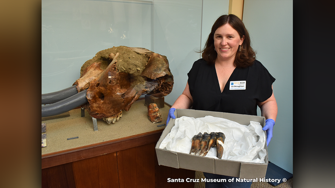 In 1980, a 16-year-old found a mastodon skull in Aptos Creek, seen in the photo above. Liz Broughton, visitor experience manager at the museum, holds the newly found mastodon tooth that will soon join the display.
