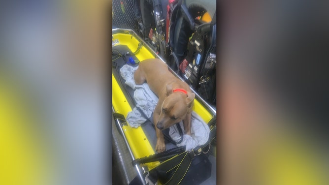 Firefighters rescue dog that jumped 34 feet from tower in Connecticut state park