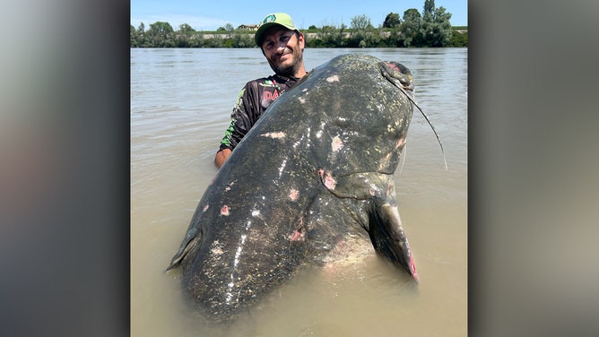 Enormous 20-stone catfish caught with fishing rod in Italy after