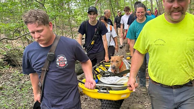 Firefighters rescue dog that jumped 34 feet from tower in Connecticut state park