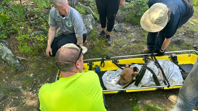Firefighters rescue dog that jumped 34 feet from tower in Connecticut state park