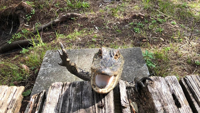 Florida alligator appears to smile, wave for camera