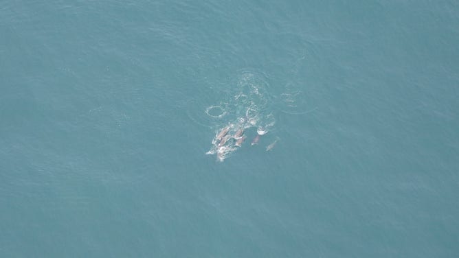 Bottlenose dolphins are seen swimming in the water south of Nantucket, Massachusetts.