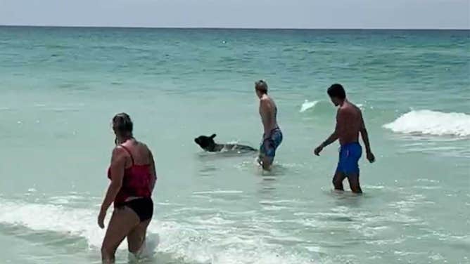 A black bear swims alongside beachgoers in Destin, Florida on June 11, 2023. 