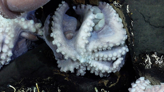 Brooding octopus nursery off the Dorado Outcrop in Costa Rica’s Pacific waters