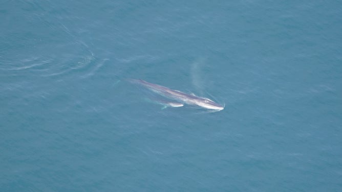 A fin whale and her calf in the waters south of Nantucket, Massachusetts.