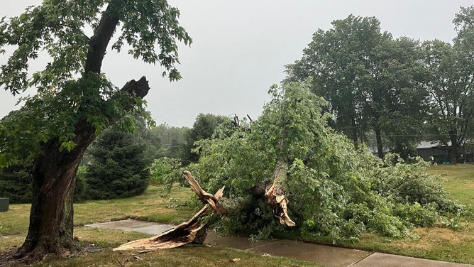 A large tree was snapped near Lincoln, Illinois, on Thursday.