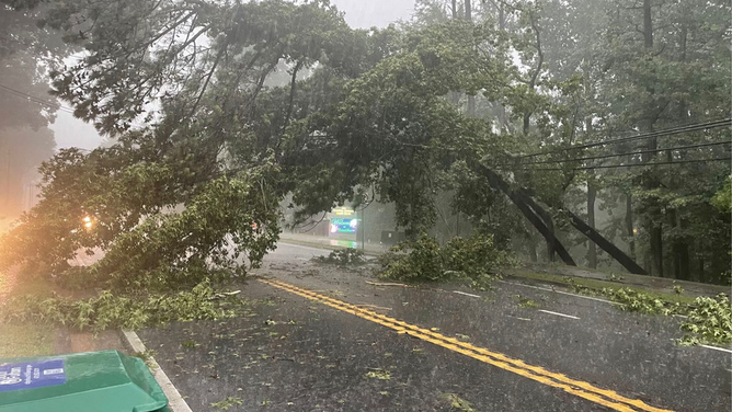 A tree lays across power lines in Georgia after severe weather on Sunday.