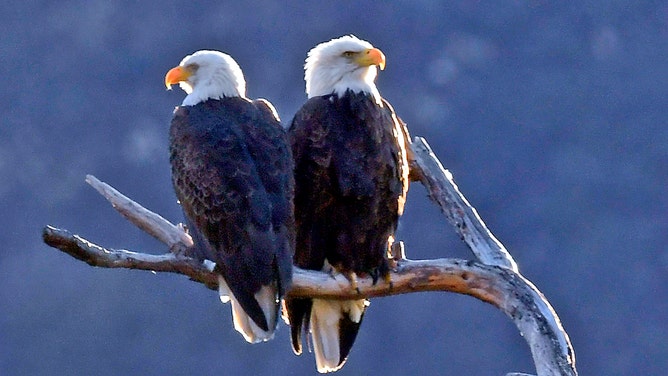 Los Angeles, CA - January 05: Two American Bald Eagles seen at San Gabriel Reservoir on January 05, 2022 in Los Angeles, CA. (Photo by Nick Ut/Getty Images)