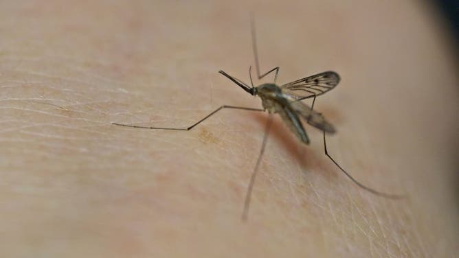 France mosquito