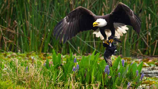 Here are the best national parks to spot bald eagles