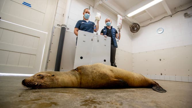 Dr. Alissa Deming, left, and veterinarian assistant Malena Berndt, give anti-seizure medicine to a California Sea Lion named Patsy in a recovery room at the Pacific Marine Mammal Center in Laguna Beach after it was found in Huntington Beach having seizures from toxic algae blooms Tuesday, June 20, 2023.