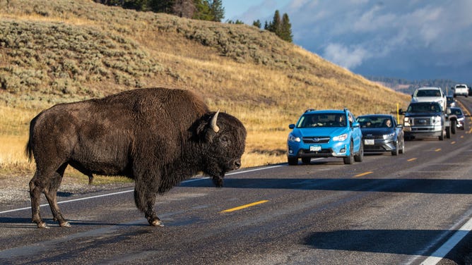 CANYON VILLAGE, WY - SEPTEMBER 23: A herd of bison stops traffic along the highway in Hayden Valley on September 23, 2022, near Canyon Village, Wyoming. Yellowstone National Park, America's first American National Park in northwestern Wyoming, spans an area of 3,468 square miles and has more hydrothermal features (geysers, steam vents, mud pots) than the rest of the world combined. (Photo by George Rose/Getty Images)