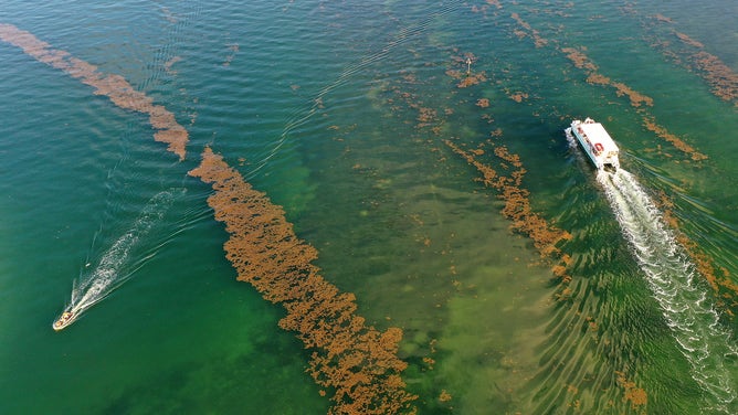 In an aerial view, boats pass through sargassum floating on the surface of the ocean on May 18, 2023 in Marathon, Florida.