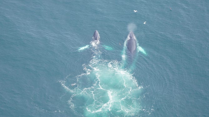 A photo showing humpback whales in the waters south of Nantucket, Massachusetts.
