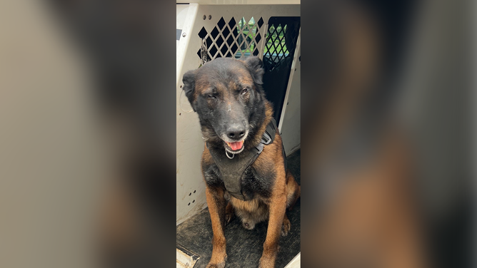 Shreveport, Louisiana, police K9 Harrie.