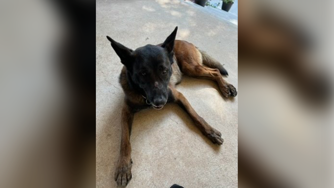 Shreveport, Louisiana, police K9 Harrie.