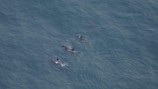 Killer whales, or orcas, are seen swimming in the water south of Nantucket, Massachusetts.
