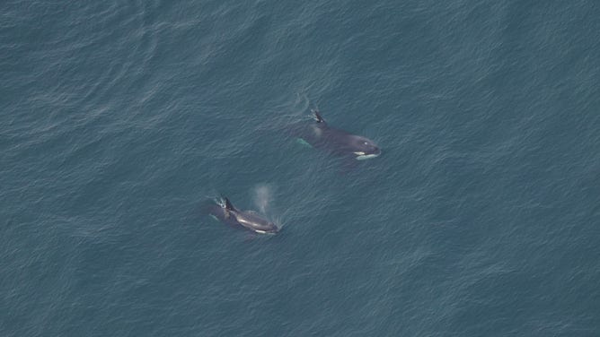 Killer whales spotted swimming off Nantucket in ‘unusual’ sight in New