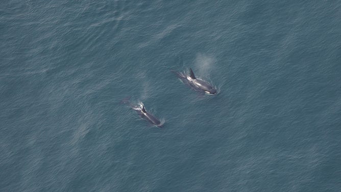 Killer whales, or orcas, are seen swimming in the water south of Nantucket, Massachusetts.