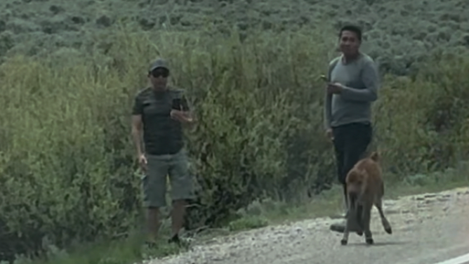 Two individuals who allegedly approached and touched a bison calf in Grand Teton National Park on Sunday at approximately 1 p.m. local time. 