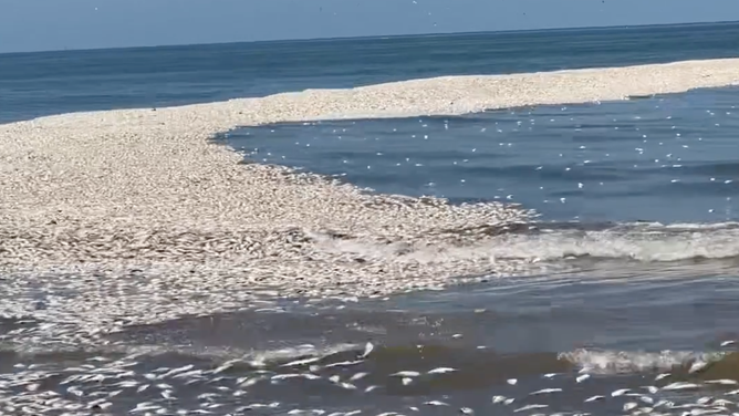 Dead fish wash up at Quintana Beach County Park in Texas on Sunday, June 11, 2023.