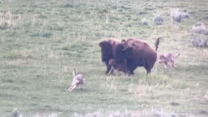 Two adult bison run in to help the calf. June 16, 2023.