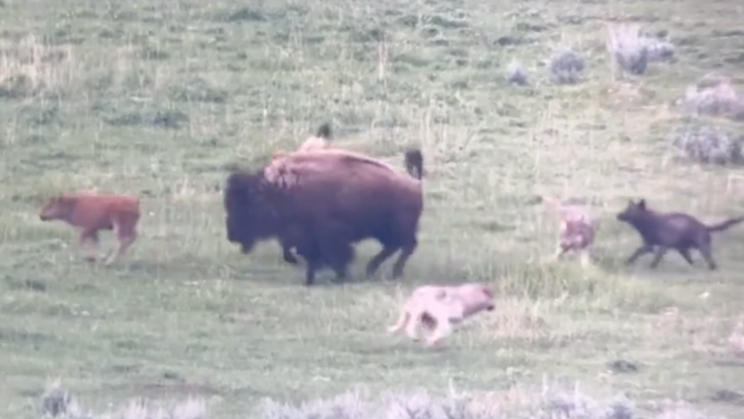 The baby bison runs off to join the herd. June 16, 2023.
