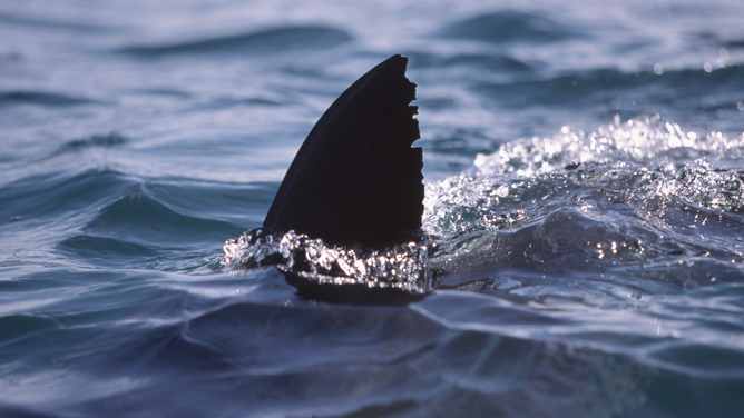 FILE - Great White Shark, Carcharodon carcharias, dorsal fin six nautical miles off the coast of Gansbaai, quite close to Dyer Iceland and Geyser Rock, a great white shark breaks through the water surface. Its dorsal fin is an individual, special distinguishing feature of the shark, unique and unmistakable. The dorsal fin and also the tail fin with its asymmetric structure are ideal for the mobility of the shark.