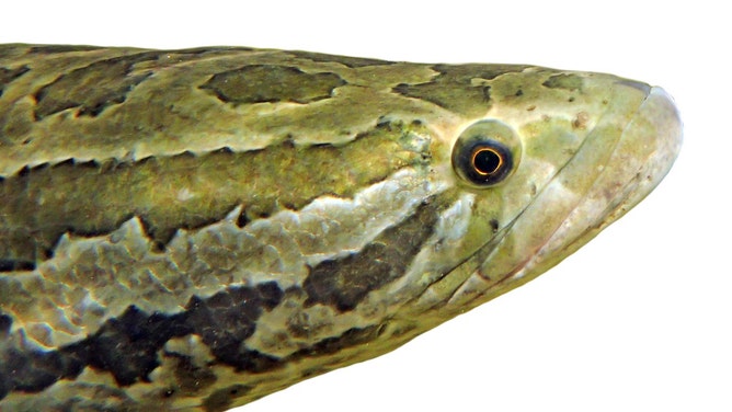 FILE - A northern snakehead.
