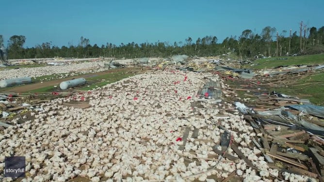 Thousands of chickens stay put after Mississippi poultry farm leveled by tornado (2)