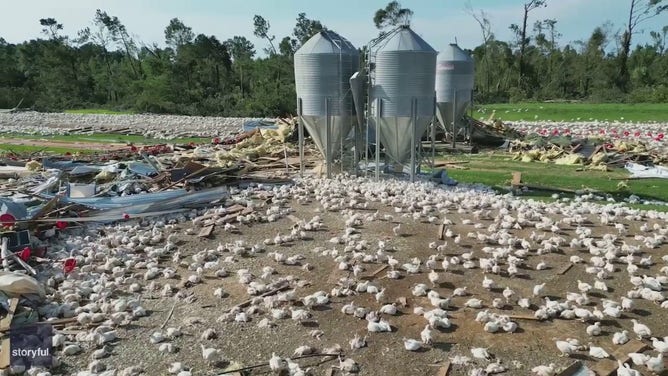 Thousands of chickens stay put after Mississippi poultry farm leveled by tornado (2)