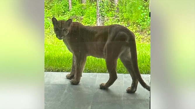 Where to See the Florida Panther