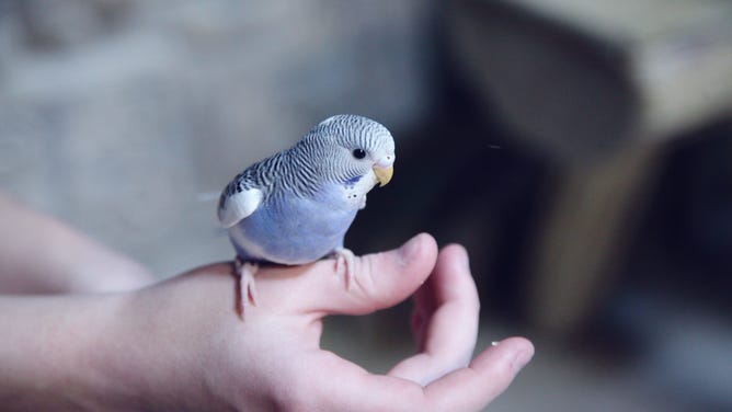 A pet bird rests on a hand.