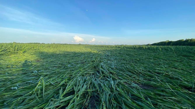 A corn field in Chatam, Illinois the morning after a possible tornado and major wind storm moved through the area.