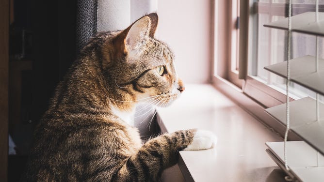 Cat looks out a window.