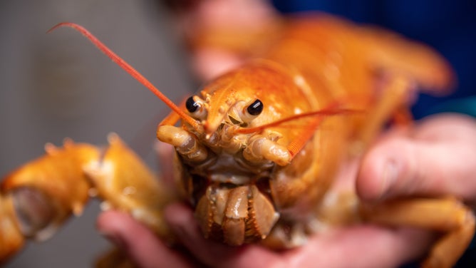 Fishing crew’s 1-in-30 million lobster gets permanent home at the ...