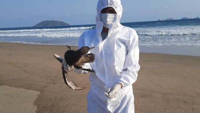 A dead bird found on Mexico's Pacific coast.