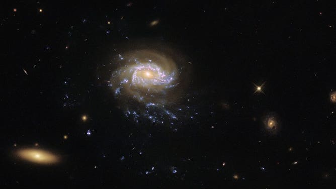 A jellyfish galaxy with trailing tentacles of stars hangs in inky blackness in this image from the NASA/ESA Hubble Space Telescope. As Jellyfish galaxies move through intergalactic space they are slowly stripped of gas, which trails behind the galaxy in tendrils illuminated by clumps of star formation. These blue tendrils are visible drifting below the core of this galaxy, and give it its jellyfish-like appearance. This particular jellyfish galaxy — known as JO201 — lies in the constellation Cetus, which is named after a sea monster from ancient Greek mythology. This sea-monster-themed constellation adds to the nautical theme of this image. The tendrils of jellyfish galaxies extend beyond the bright disc of the galaxy core. This particular observation comes from an investigation into the sizes, masses and ages of the clumps of star formation in the tendrils of jellyfish galaxies. Astronomers hope that this will provide a breakthrough in understanding the connection between ram-pressure stripping — the process that creates the tendrils of jellyfish galaxies — and star formation. This galactic seascape was captured by Wide Field Camera 3 (WFC3), a versatile instrument that captures images at ultraviolet and visible wavelengths. WFC3 is the source of some of Hubble’s most spectacular images, from a view of Jupiter and Europa to a revisit to the Pillars of Creation. [Image description: A spiral galaxy lies just off-centre. It has large, faint, reddish spiral arms and a bright, reddish core. These lie over two brighter blue spiral arms. These are patchy, with blotches of star formation. Long trails of these bright blotches trail down from the lower spiral arm, resembling tendrils. The background is black, lightly scattered with small galaxies and stars, and a larger elliptical galaxy in one corner.] Links First science paper in the Astrophysical Journal Second science paper in the Astrophysical Journal Zoom: Galactic Seascape
