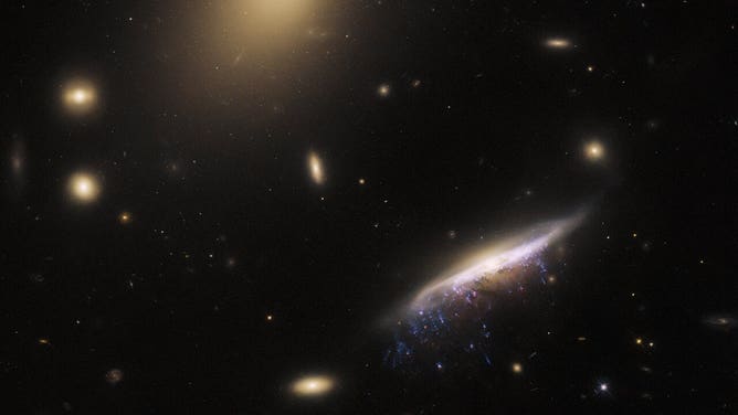 The galaxy JW100 features prominently in this image from the NASA/ESA Hubble Space Telescope, with streams of star-forming gas dripping from the disc of the galaxy like streaks of fresh paint. 