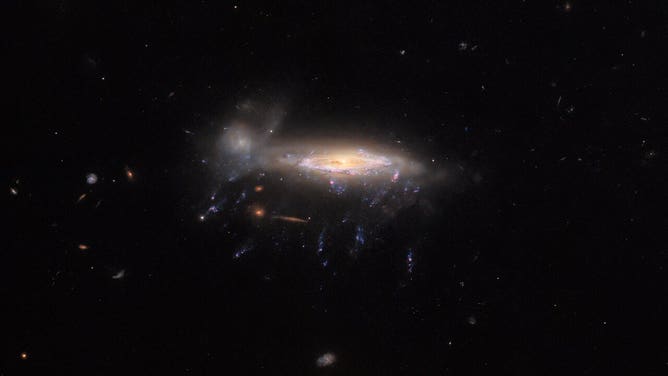 JO204, a ‘jellyfish galaxy’ so named for the bright tendrils of gas that appear in this image to be drifting lazily below JO204’s bright central bulk.