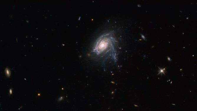 The jellyfish galaxy JO175 appears to hang suspended in this image from the NASA/ESA Hubble Space Telescope.