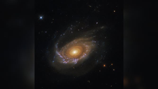 The jellyfish galaxy JW39 hangs serenely in this image from the NASA/ESA Hubble Space Telescope. This galaxy lies over 900 million light-years away in the constellation Coma Berenices, and is one of several jellyfish galaxies that Hubble has been studying over the past two years. Despite this jellyfish galaxy’s serene appearance, it is adrift in a ferociously hostile environment; a galaxy cluster. Compared to their more isolated counterparts, the galaxies in galaxy clusters are often distorted by the gravitational pull of larger neighbours, which can twist galaxies into a variety of weird and wonderful shapes. If that was not enough, the space between galaxies in a cluster is also pervaded with a searingly hot plasma known as the intracluster medium. While this plasma is extremely tenuous, galaxies moving through it experience it almost like swimmers fighting against a current, and this interaction can strip galaxies of their star-forming gas. This interaction between the intracluster medium and the galaxies is called ram-pressure stripping, and is the process responsible for the trailing tendrils of this jellyfish galaxy. As JW39 has moved through the cluster the pressure of the intracluster medium has stripped away gas and dust into long trailing ribbons of star formation that now stretch away from the disc of the galaxy. Astronomers using Hubble’s Wide Field Camera 3 studied these trailing tendrils in detail, as they are a particularly extreme environment for star formation. Surprisingly, they found that star formation in the ‘tentacles’ of jellyfish galaxies was not noticeably different from star formation in the galaxy disc. 