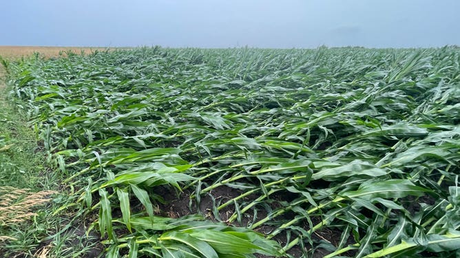 Crop damage in Illinois