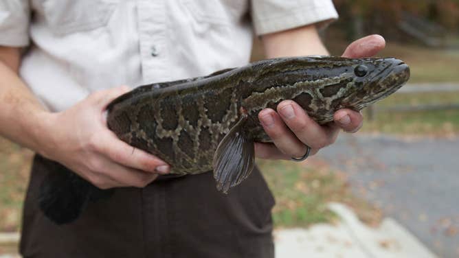 FILE - A person holds an invasive snakehead, native to parts of Africa and Asia.