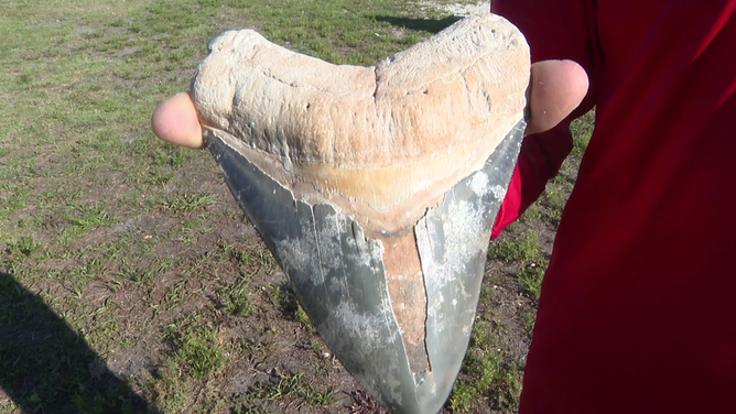 Michael Nastasio, the owner and founder of Black Gold Fossil Charters, found a megalodon shark tooth measuring 6.25 inches off the southern Sarasota County coast in Florida a few weeks ago.