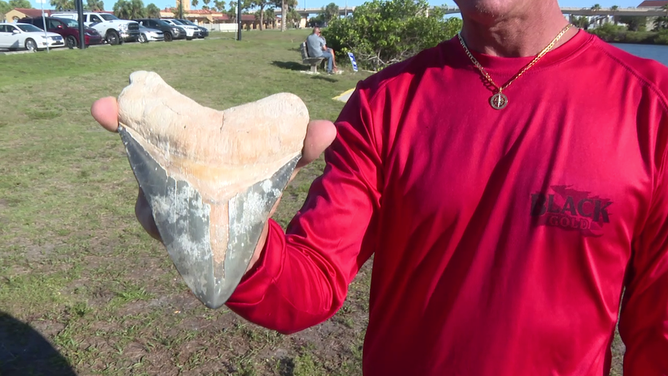 Michael Nastasio, the owner and founder of Black Gold Fossil Charters, found a megalodon shark tooth measuring 6.25 inches off the southern Sarasota County coast in Florida a few weeks ago.