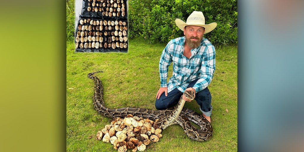 Record-breaking python nest containing 111 eggs removed from Florida ...